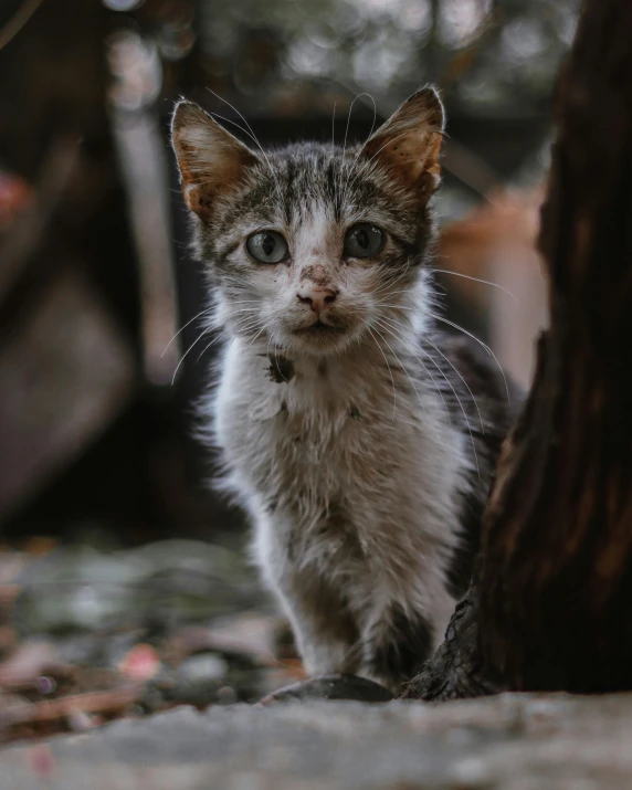 a little kitten that is walking in the dirt