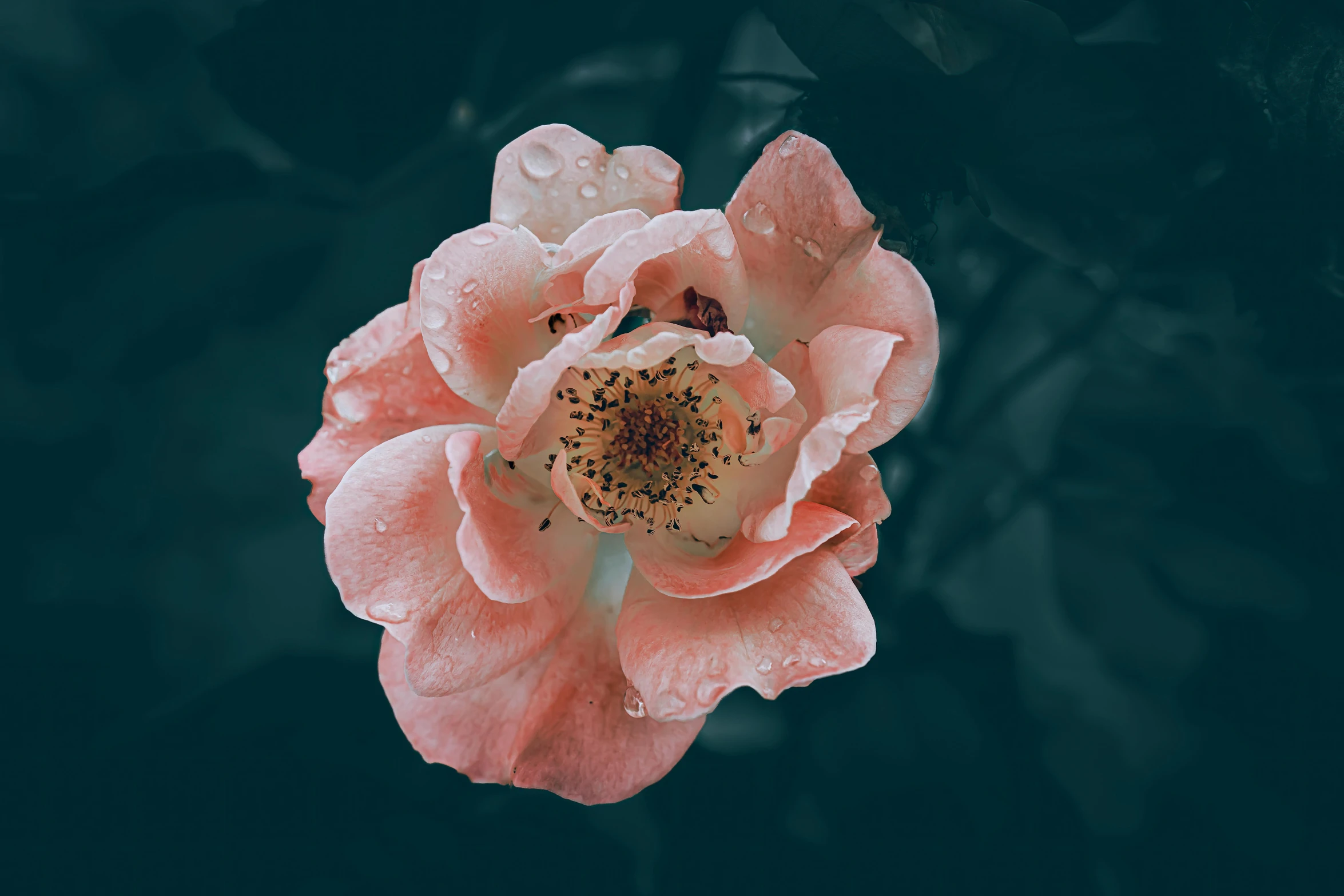 the bottom view of a peach rose flower on a black background