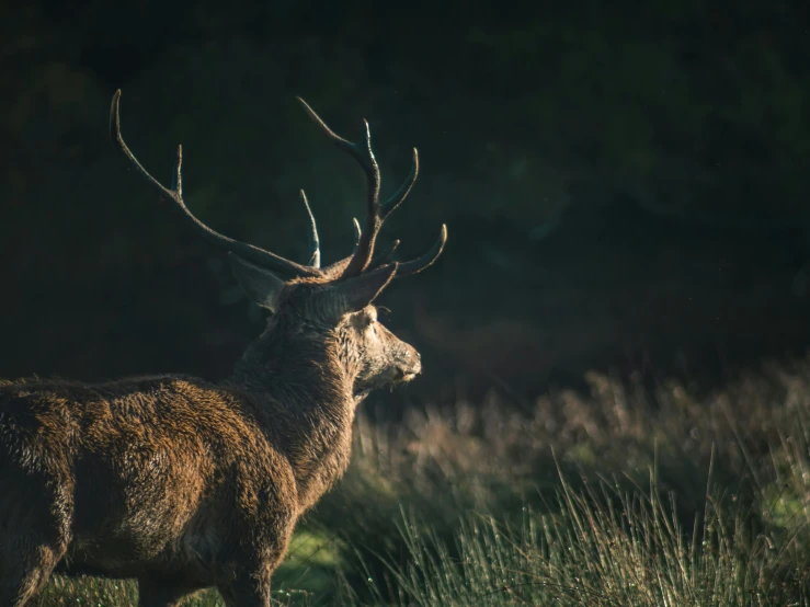 a close up of a deer in a field with the sun shining through trees