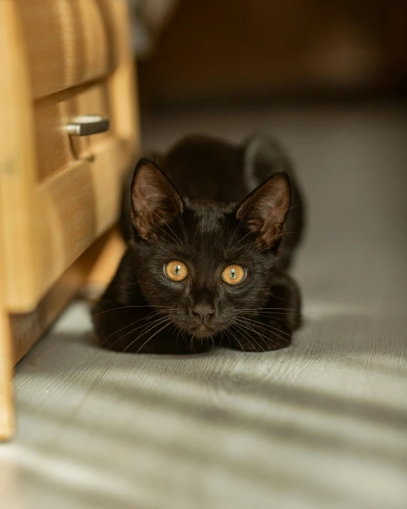 black cat hiding under an empty chair on the floor