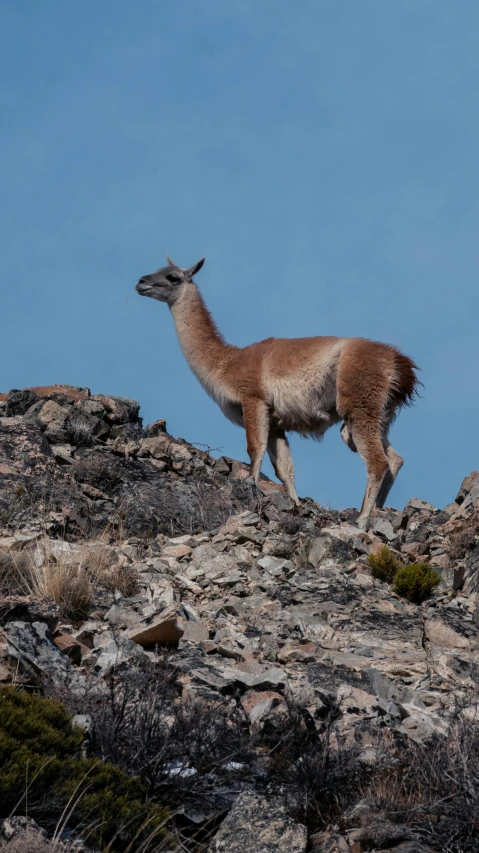 a small llama stands on a rocky surface