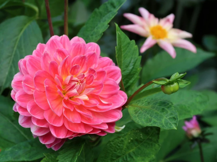 an orange and pink flower with some green leaves