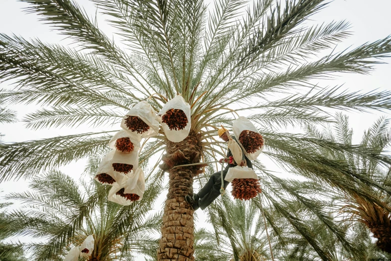 two stuffed animals on a nch of a palm tree