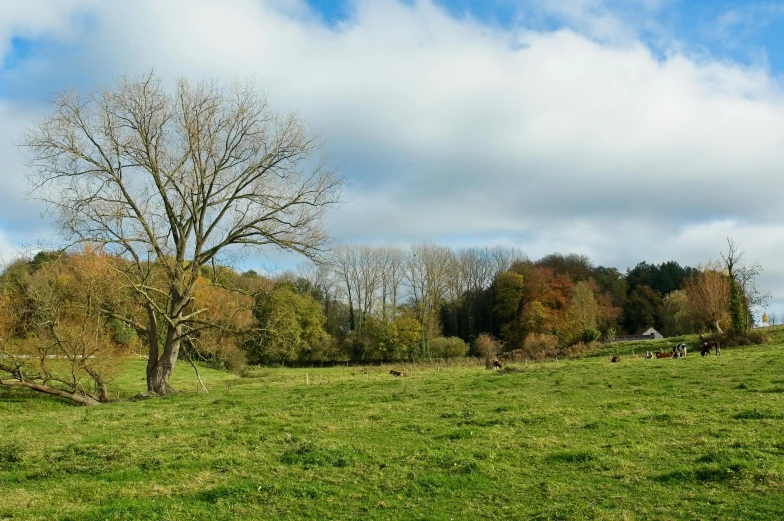 an empty grassy field has a tree with very few leaves