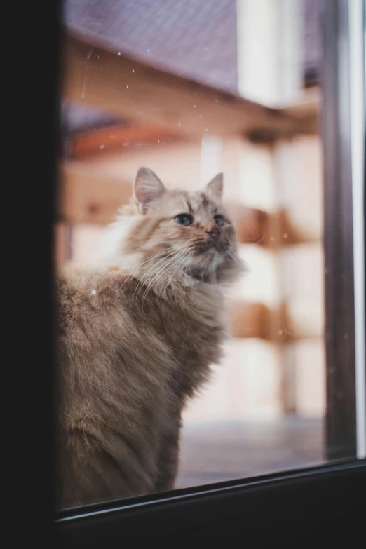 a cat looking out of the window looking outside