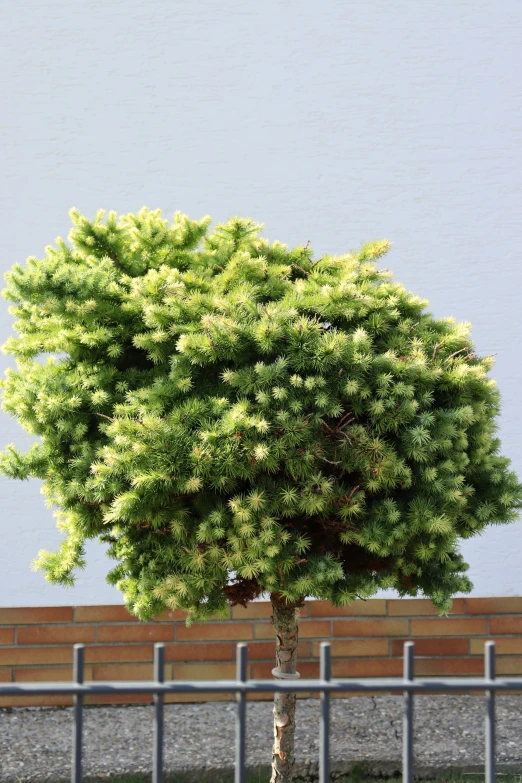 a tree in a parking lot behind a fence