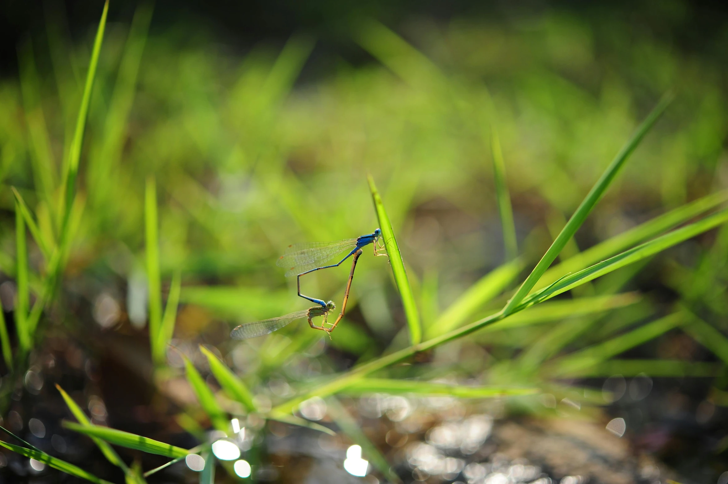 a bug resting on some thin green grass