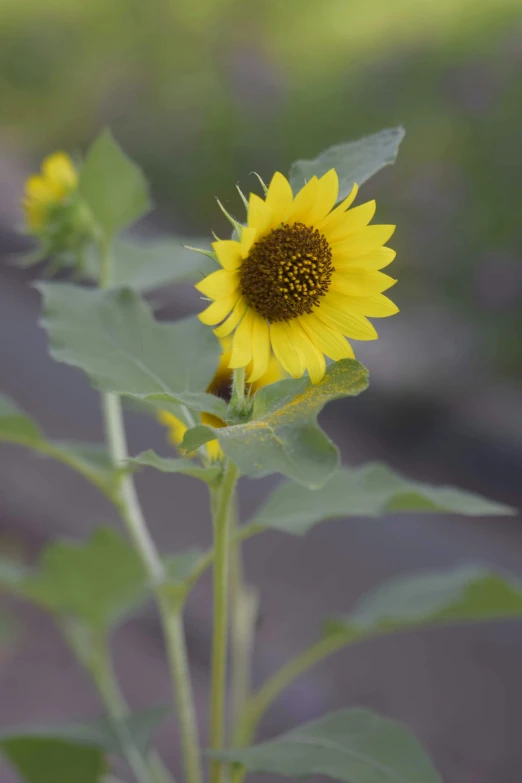 a single sunflower with a blurry background