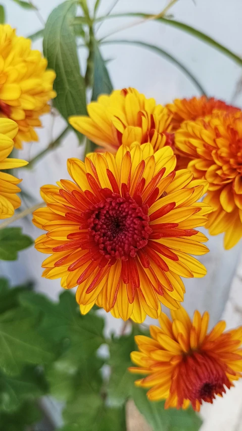 a vase full of colorful flowers sits in front of a wall