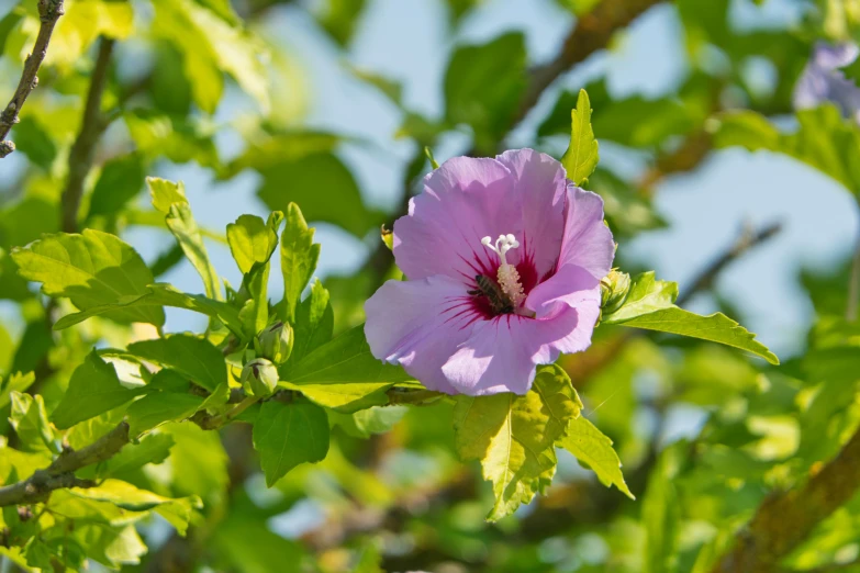 a single flower in a bush with green leaves