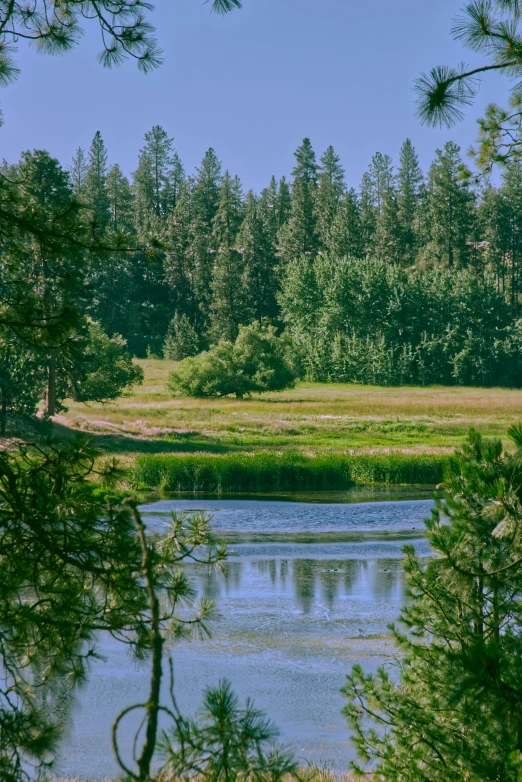 a river surrounded by trees in front of a grassy field