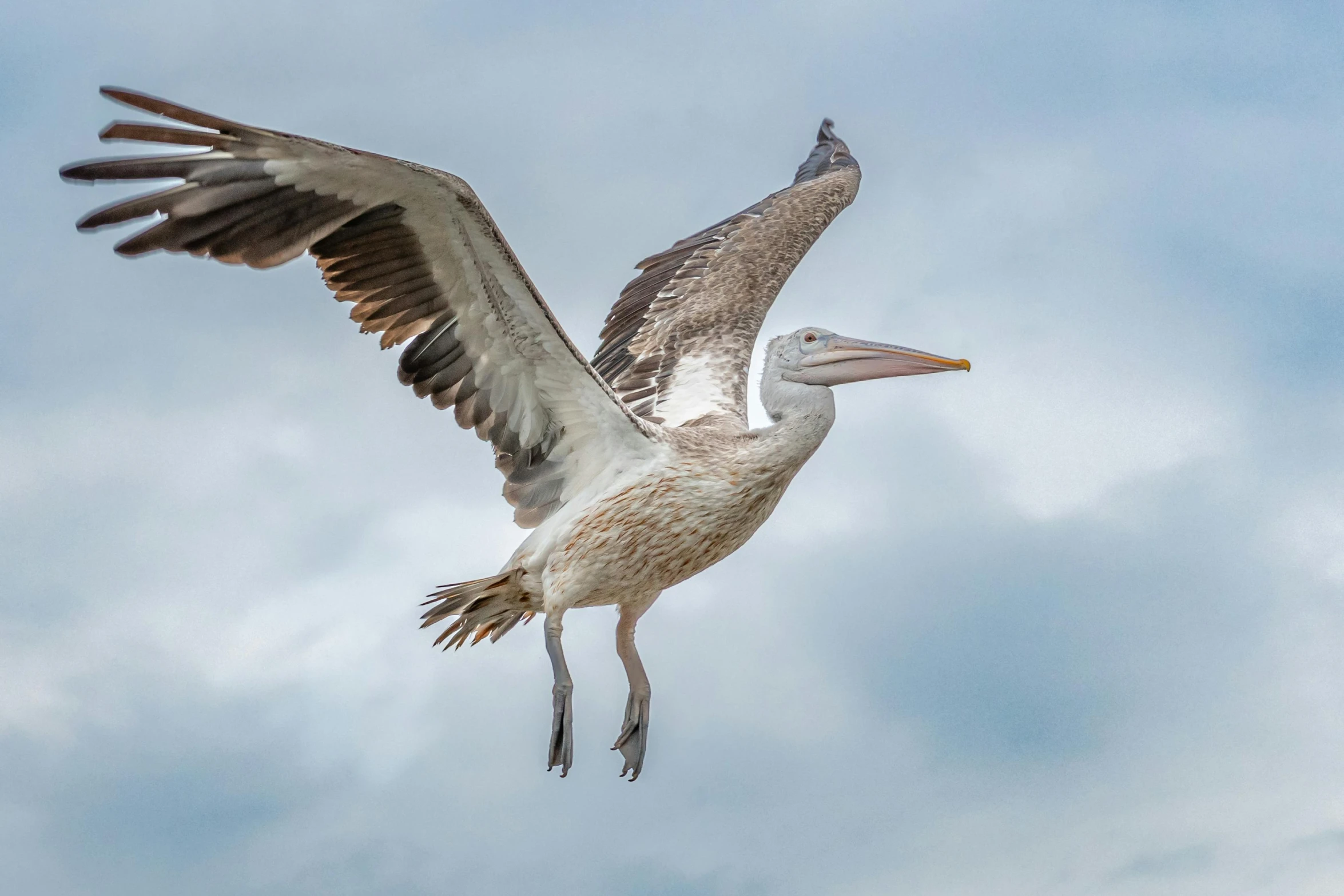 a pelican is soaring through the blue sky with its wings spread