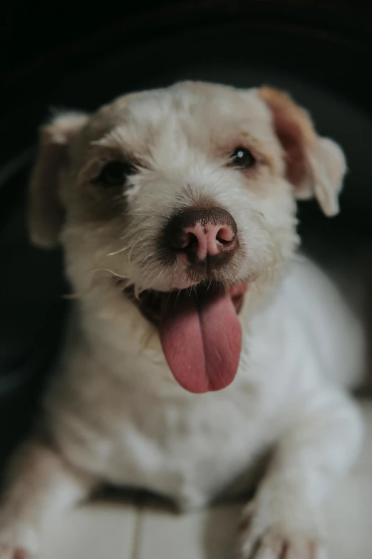 a small dog with it's tongue hanging out