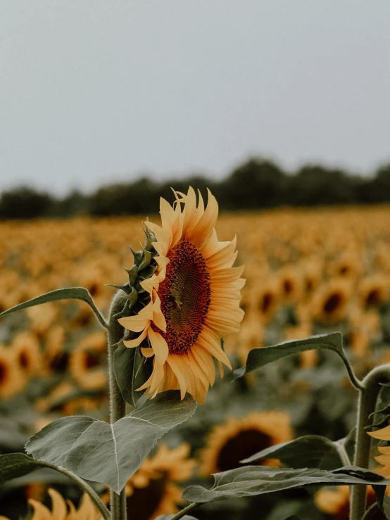 a field with a sunflower on the right