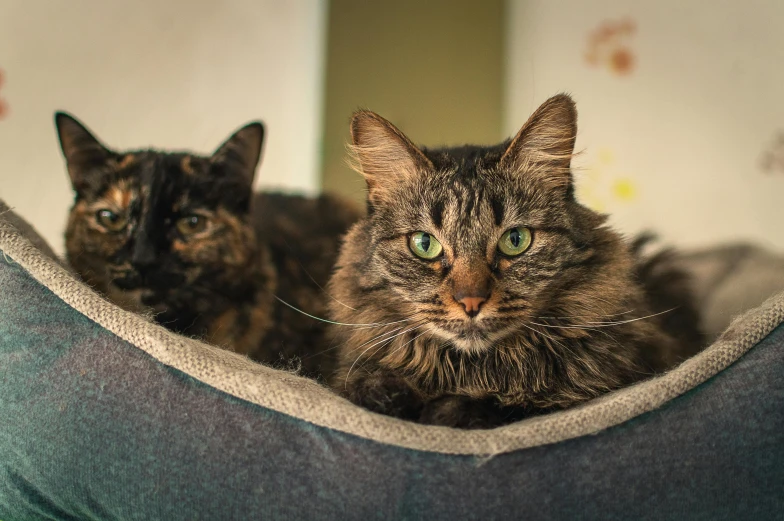 two cats sitting in a dog bed looking up