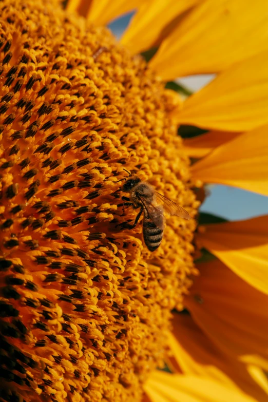 a bee sitting on top of a very large sunflower