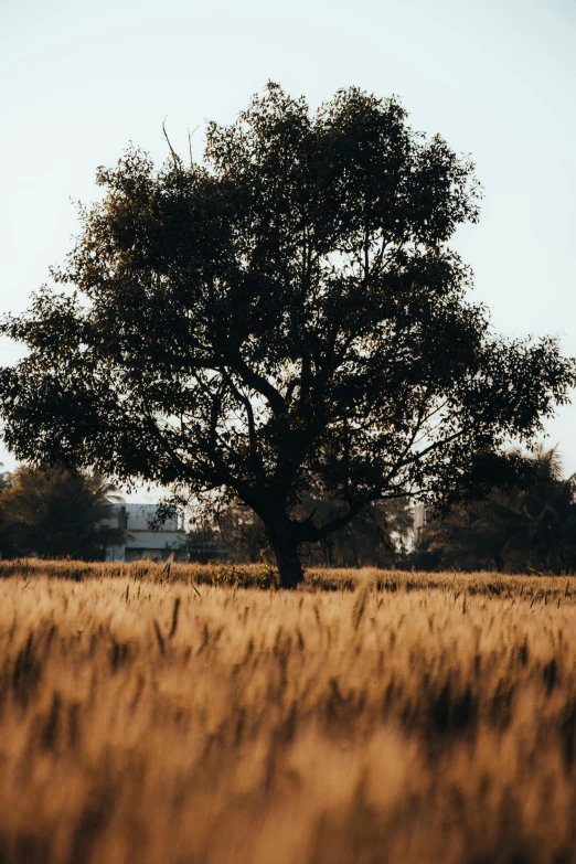 a lone tree sits alone in an empty field