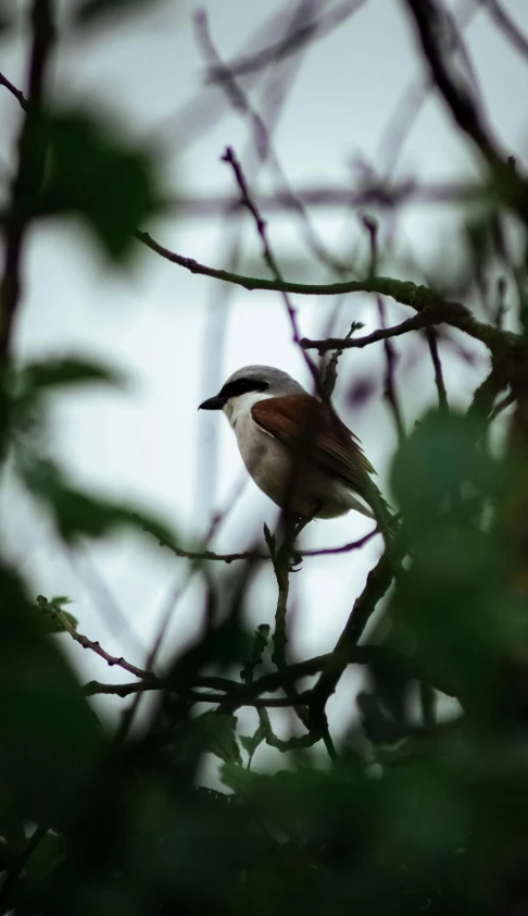 the bird is perched in the tree looking for prey