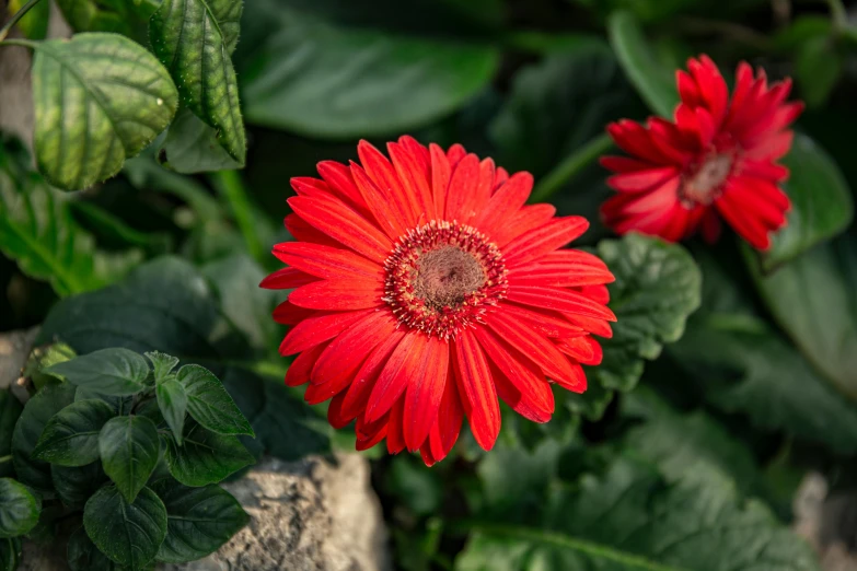 a close up image of a red flower