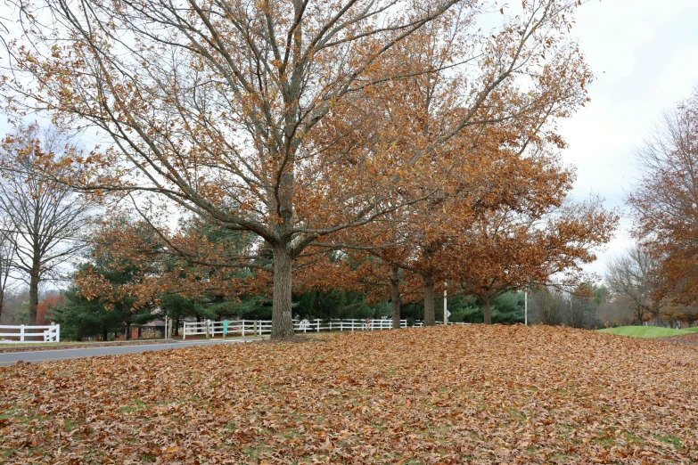 the leaves all over the ground on a cloudy day