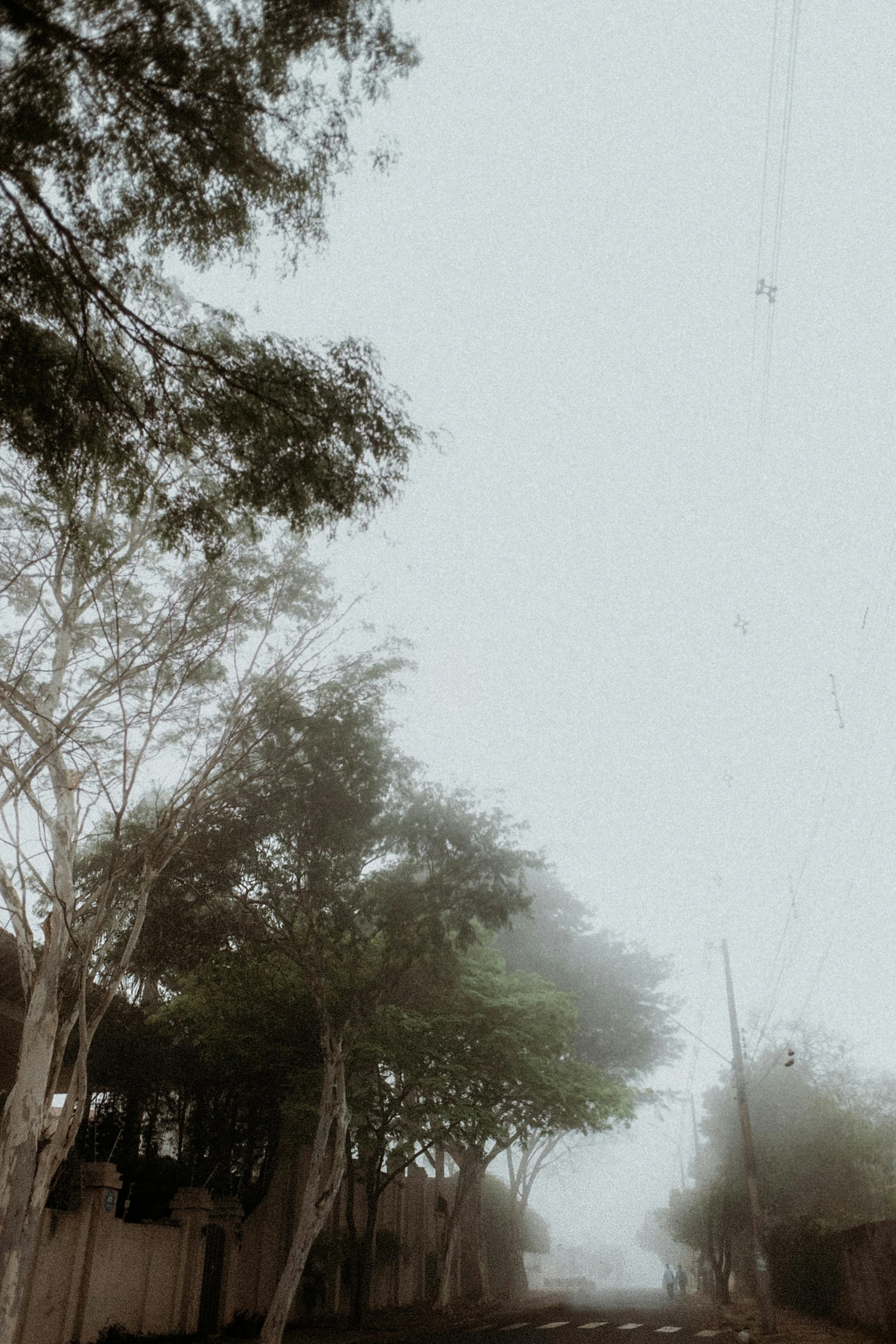 a road with trees and fog in the background