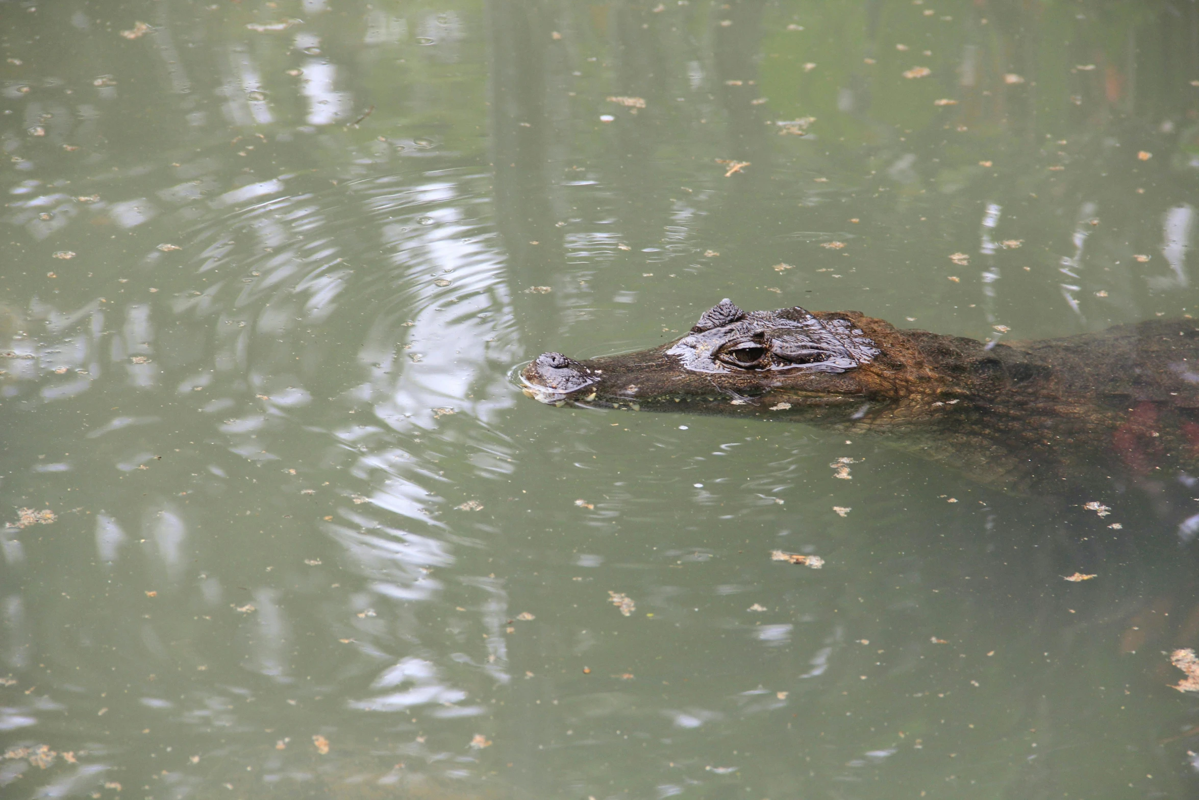 an alligator is swimming in the water surrounded by trees