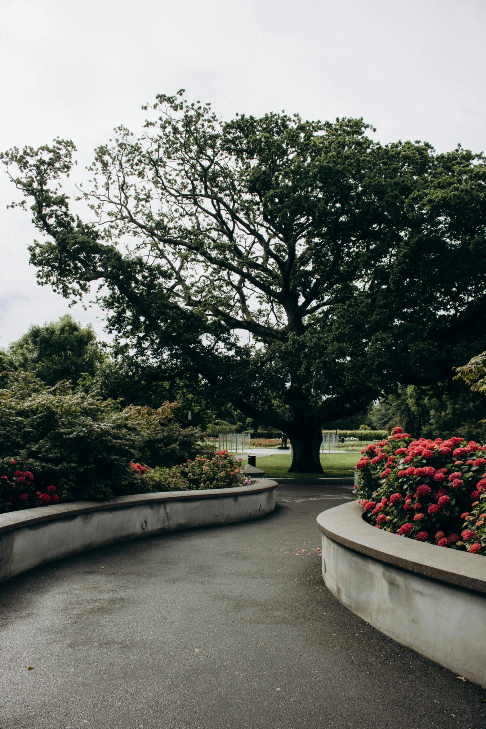 a very big pretty tree with flowers in the park