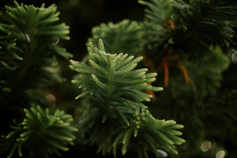 close up view of needles on a tree