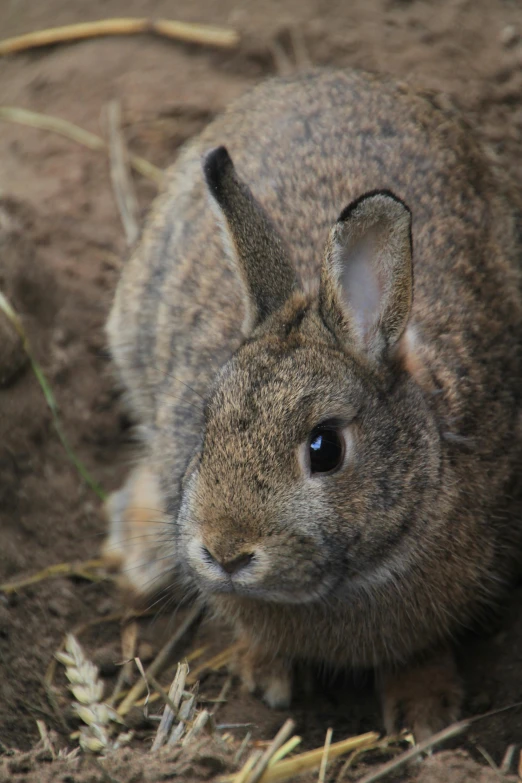 a close up of a brown rabbit in dirt