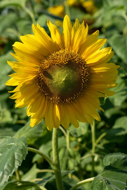 the yellow flower has many petals and many green leaves