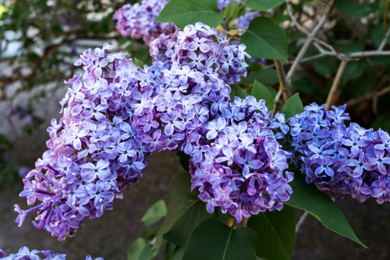 a cluster of purple lilacs hanging on the nch