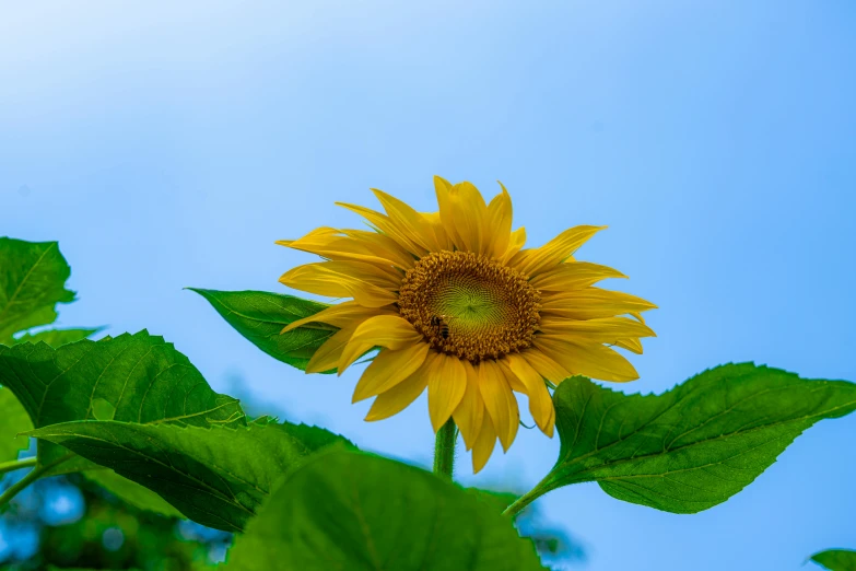 there is a sunflower on the big leaf