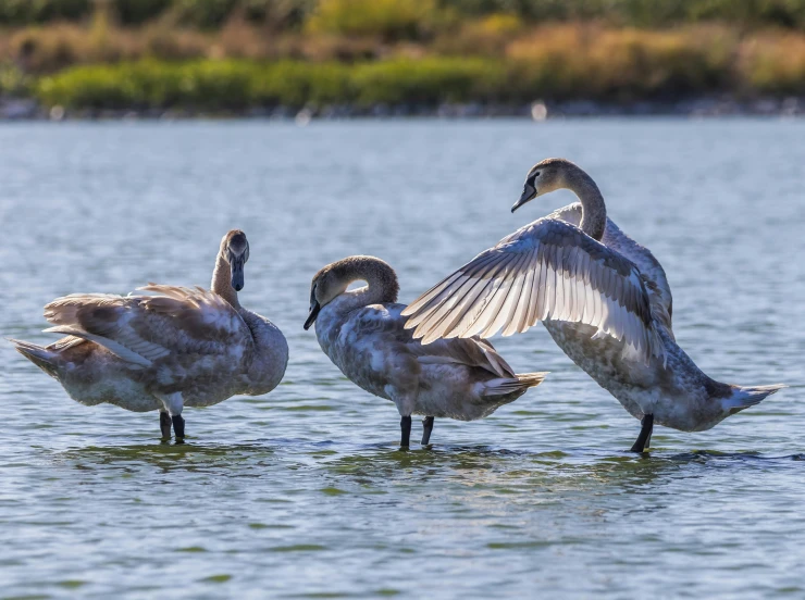 several swans stand in a lake by their legs
