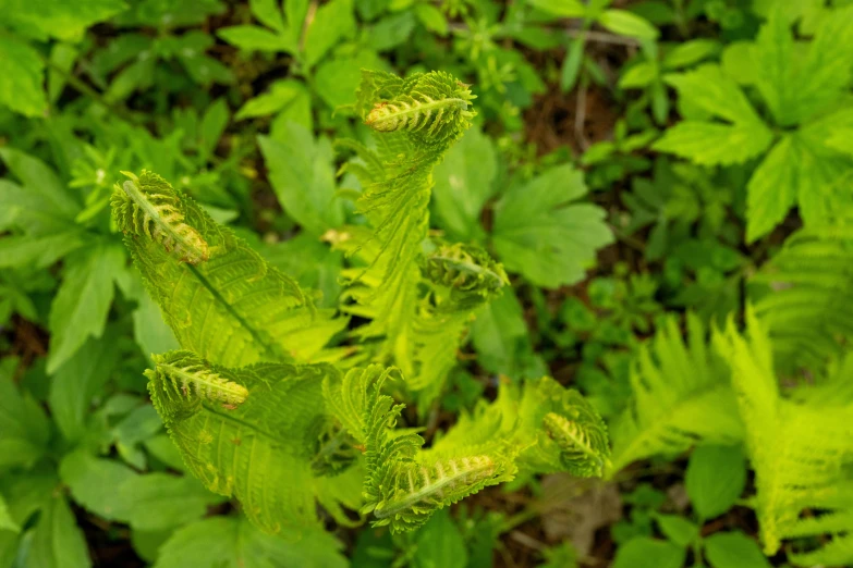 green foliage with thin yellow stems in the foreground