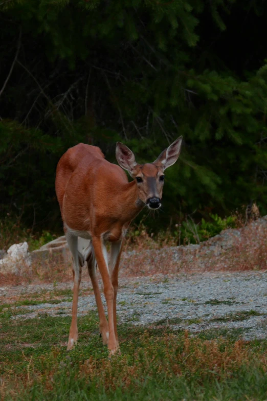 an alert deer stands in the grass in front of some trees