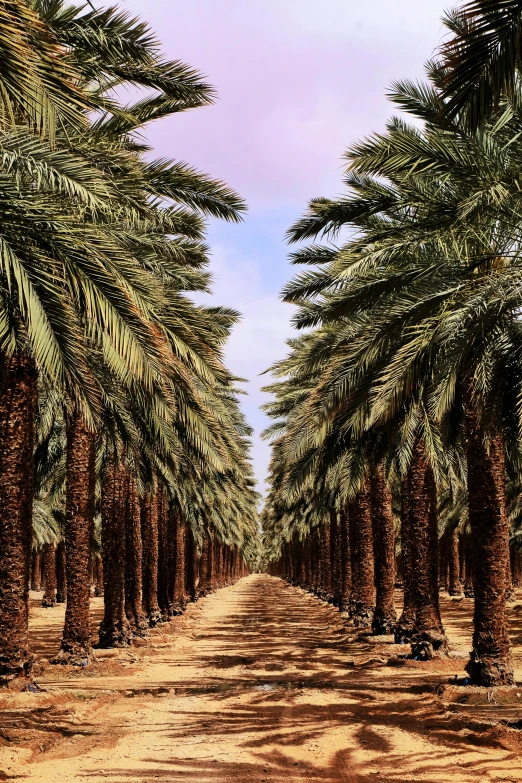 palm trees line an unpaved dirt road
