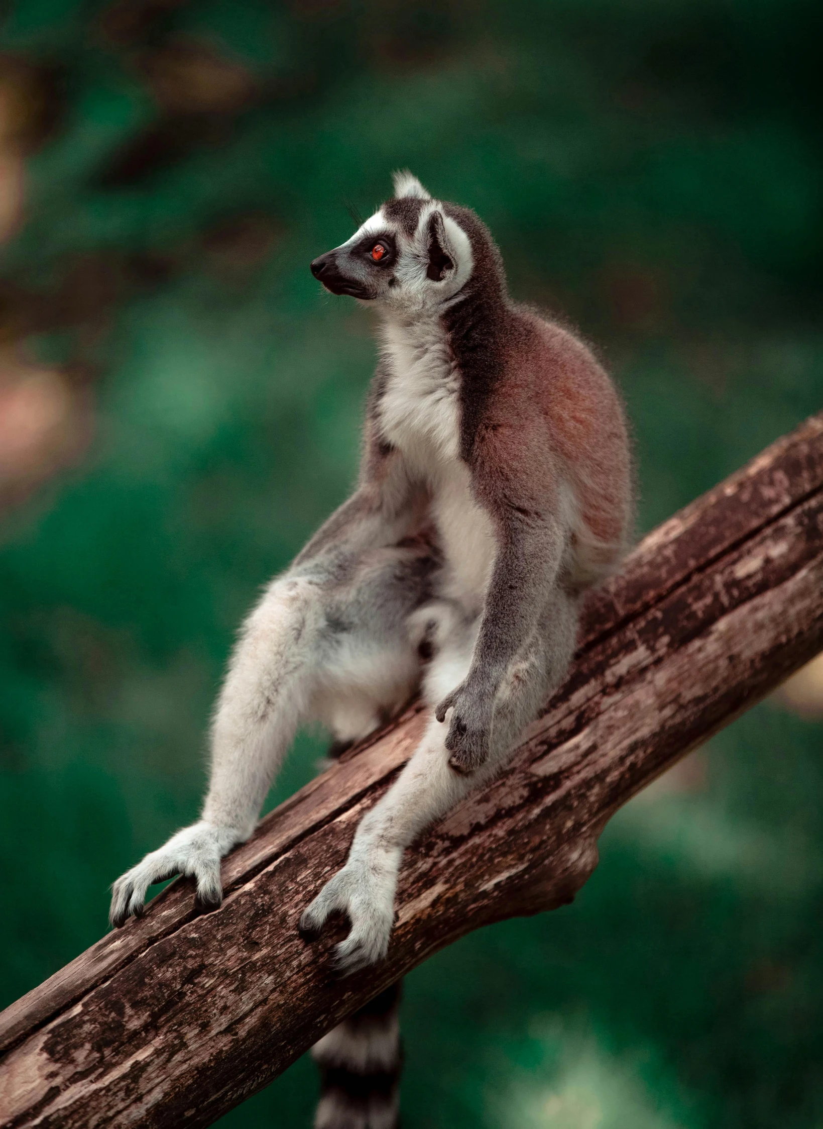 a small brown and white monkey perched on a tree nch