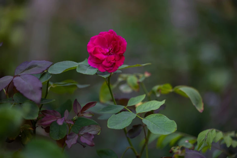 a red rose in a bush, surrounded by greenery