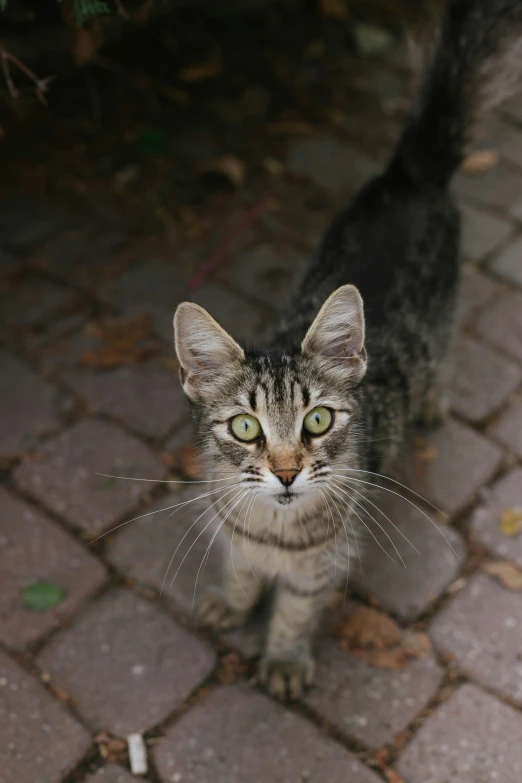 the small kitten is standing next to a brown cat