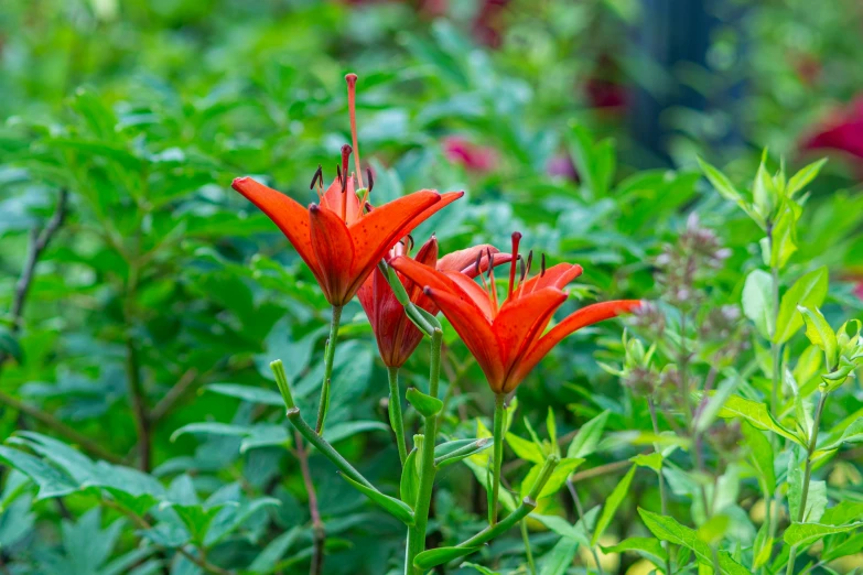 a red flower stands out among some green leaves