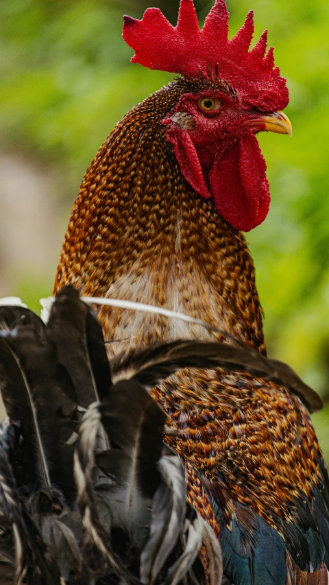 a close up of a bird with a green background