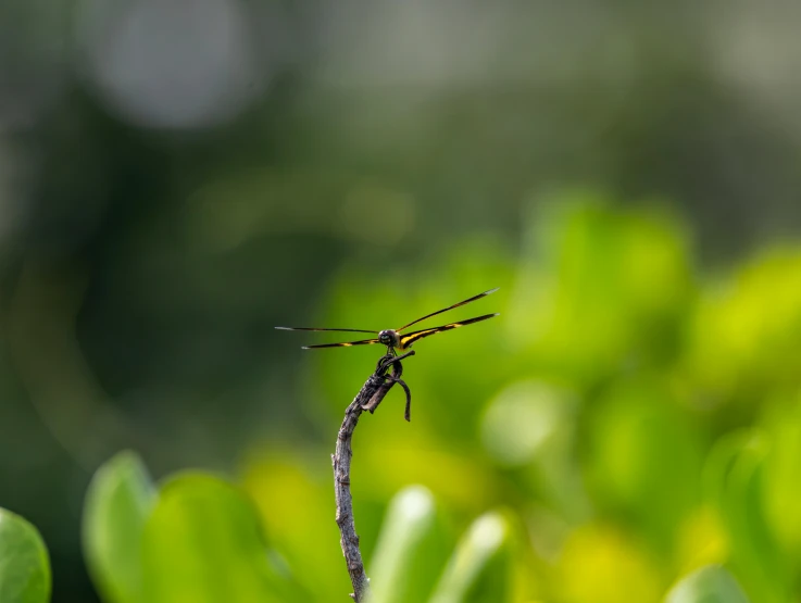 a small brown insect sitting on top of a leaf