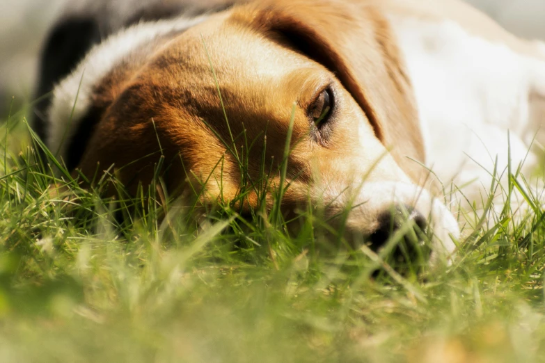 the brown and white dog is sleeping in tall grass