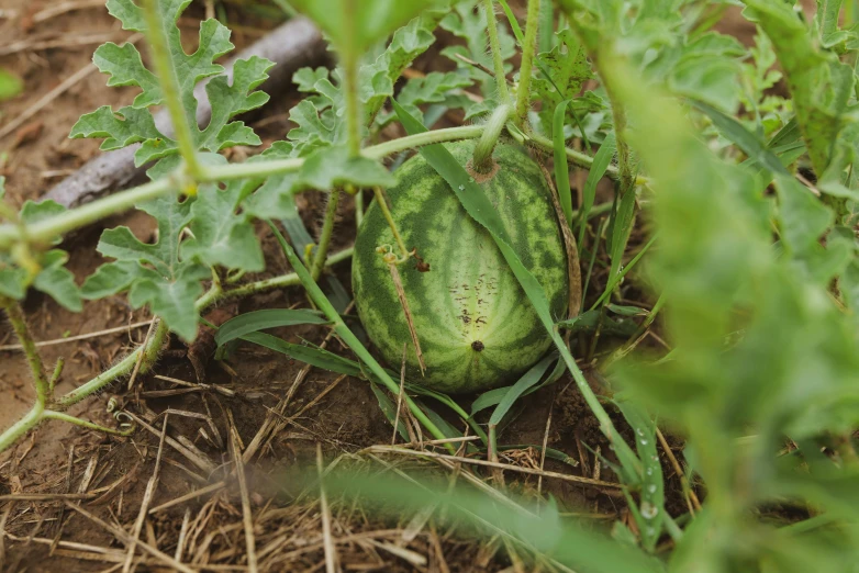 a watermelon is growing in the dirt and green plants
