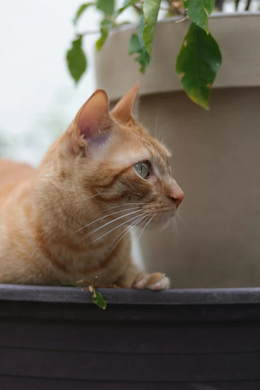 an orange cat laying in a flower pot