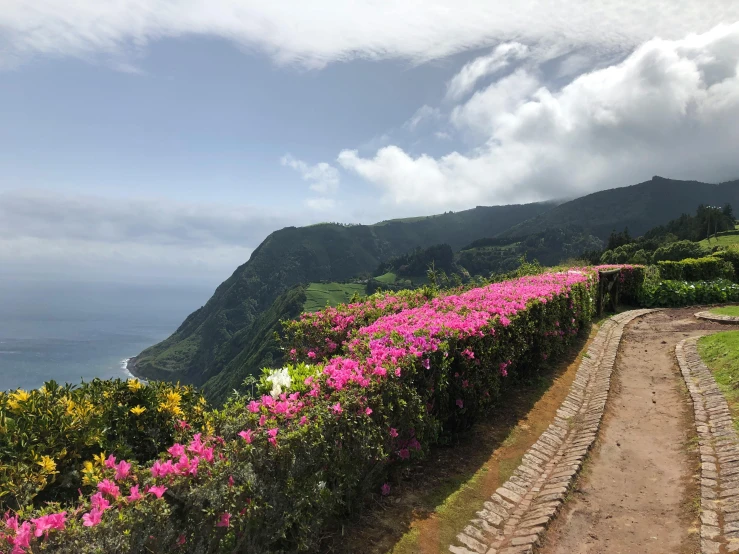 a dirt road next to flowers near the ocean