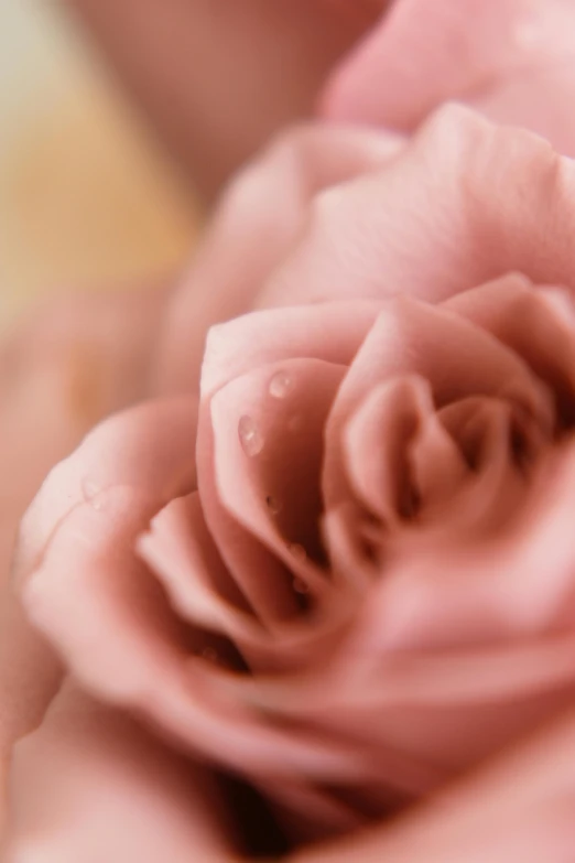 a close up of a pink rose with water drops