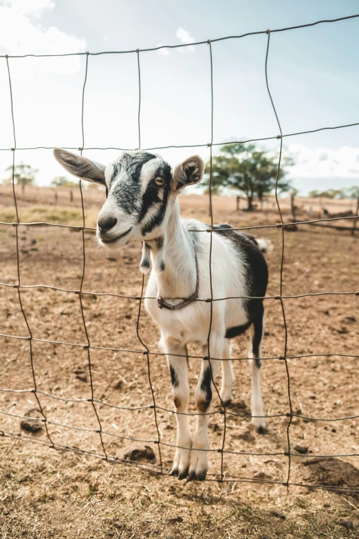 a small goat standing on top of a dirt field