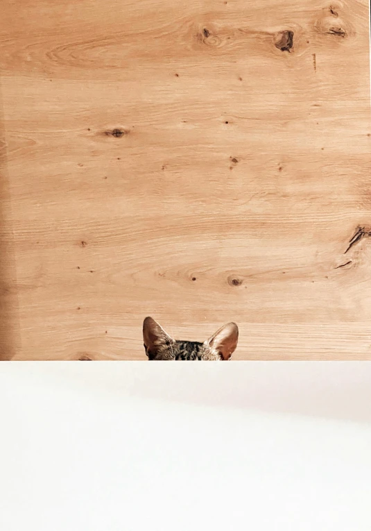 a cat peering out from behind the board