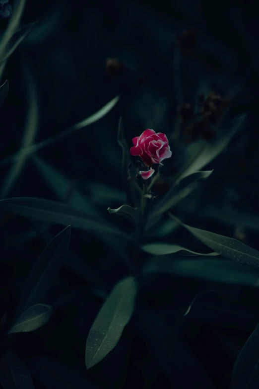 a flower sitting in the middle of a grassy field